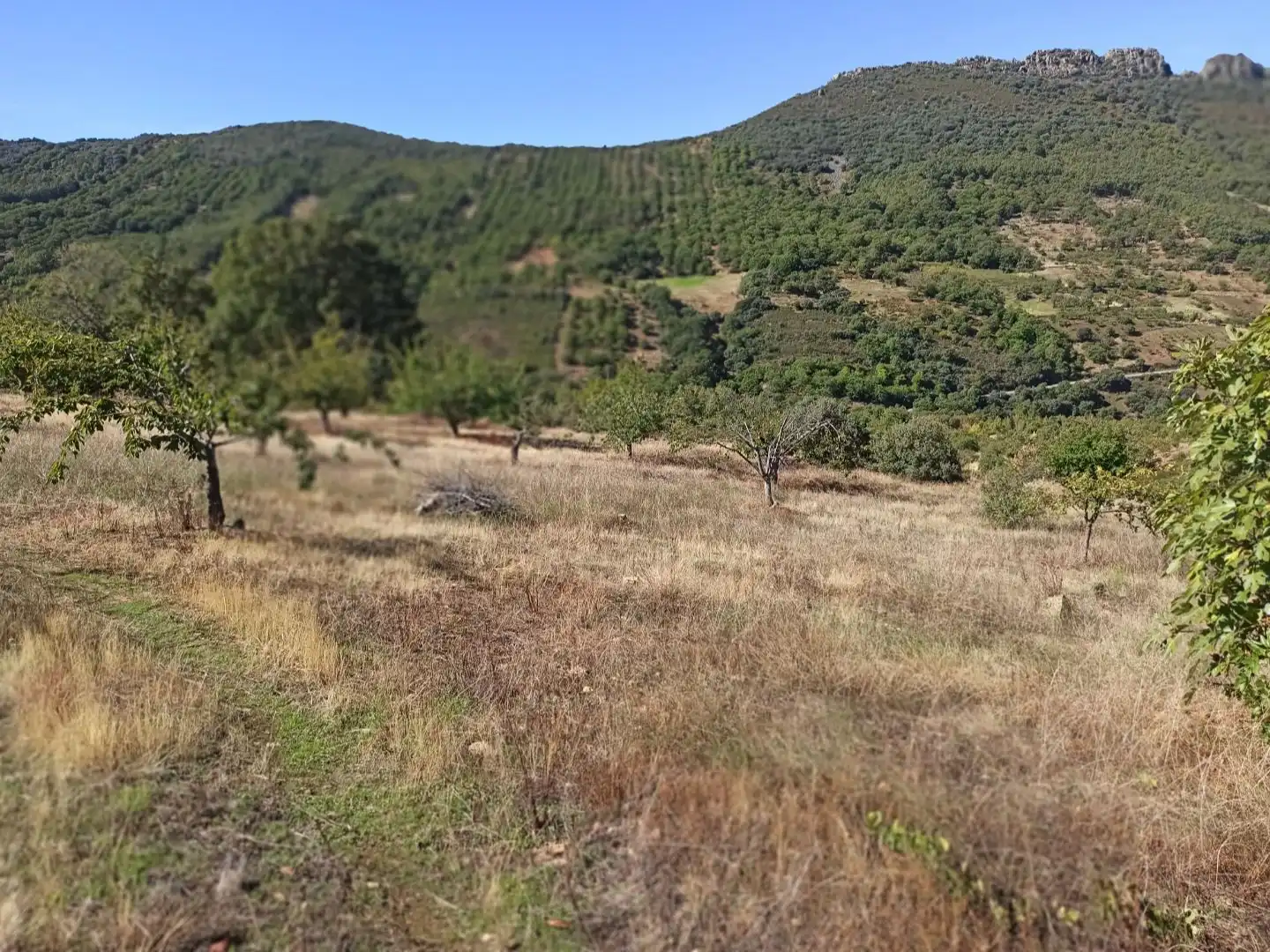 Land for sale in Navezuelas