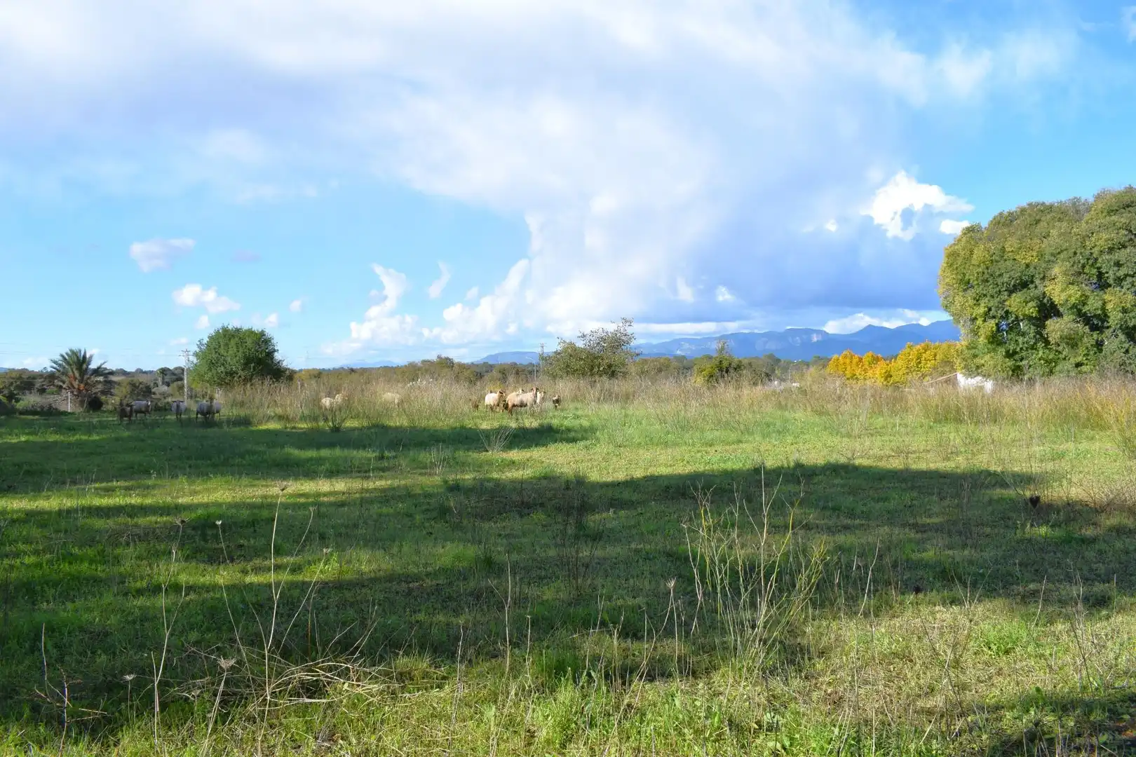 Residential land for sale in Llubí, imagen 23
