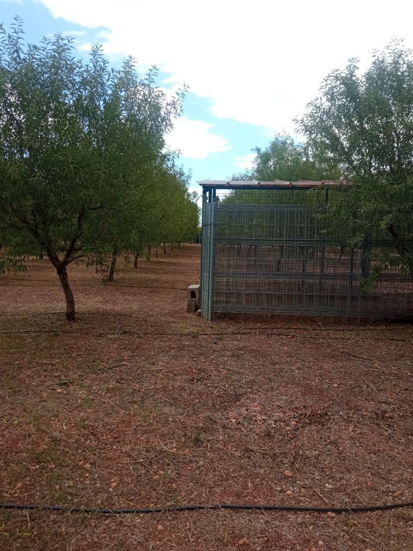 Garten von Grundstücke zum verkauf in Alcàsser