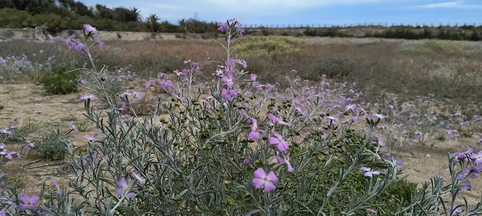 Jardín de Finca rústica en venta en Cullera con Calefacción, Jardín privado y Terraza