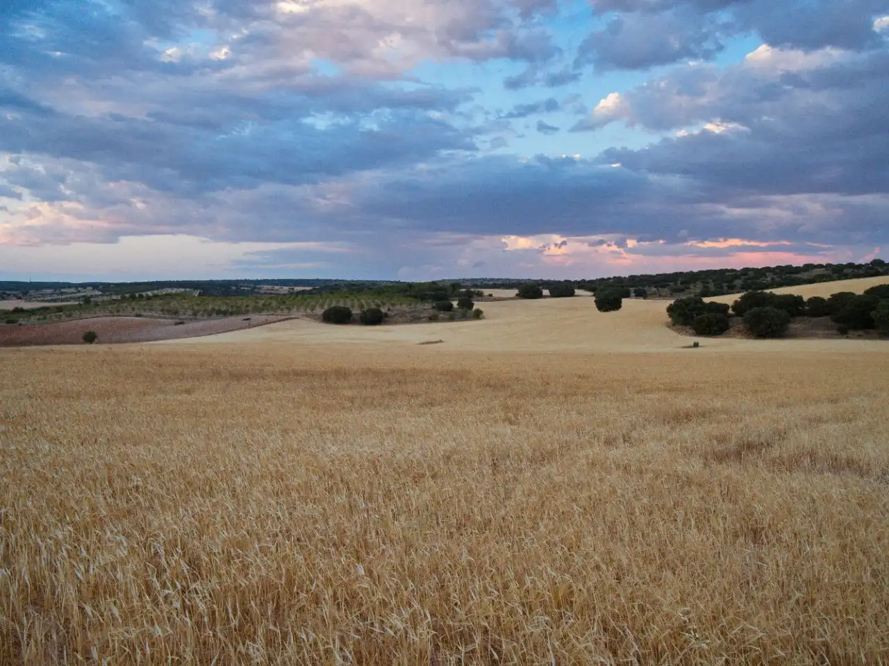 Land for sale in Villaescusa de Haro