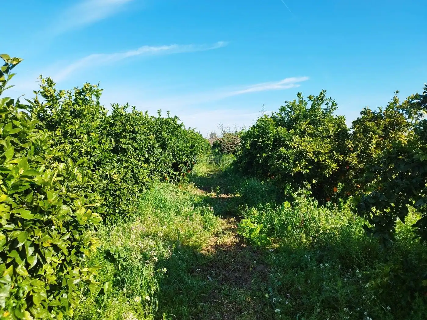 Terreno rustico in vendita a Carretera de Cazalla 27, imagen 4