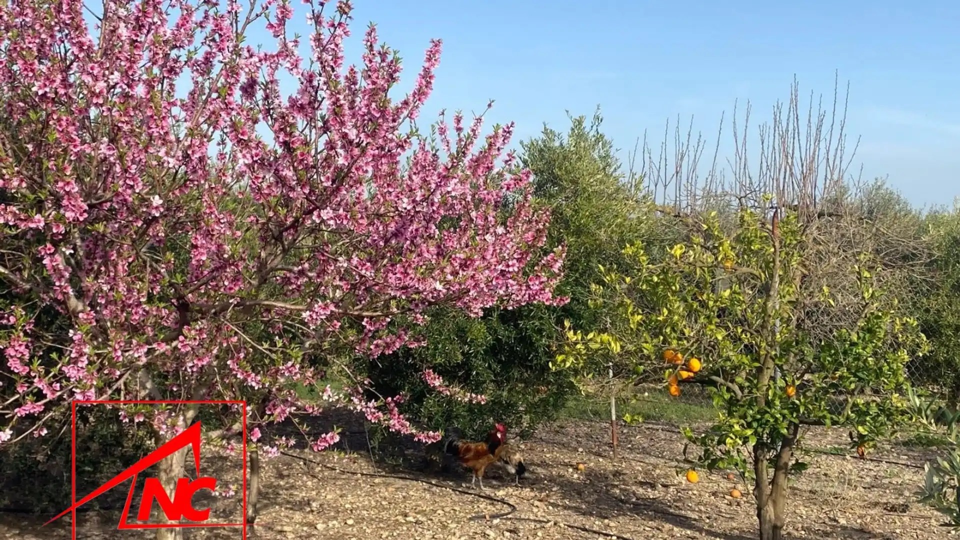 Jardín de Finca rústica en venta en Las Cabezas de San Juan