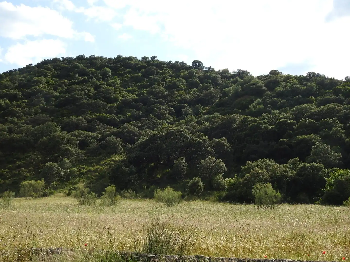 Land for sale in Belvís de la Jara