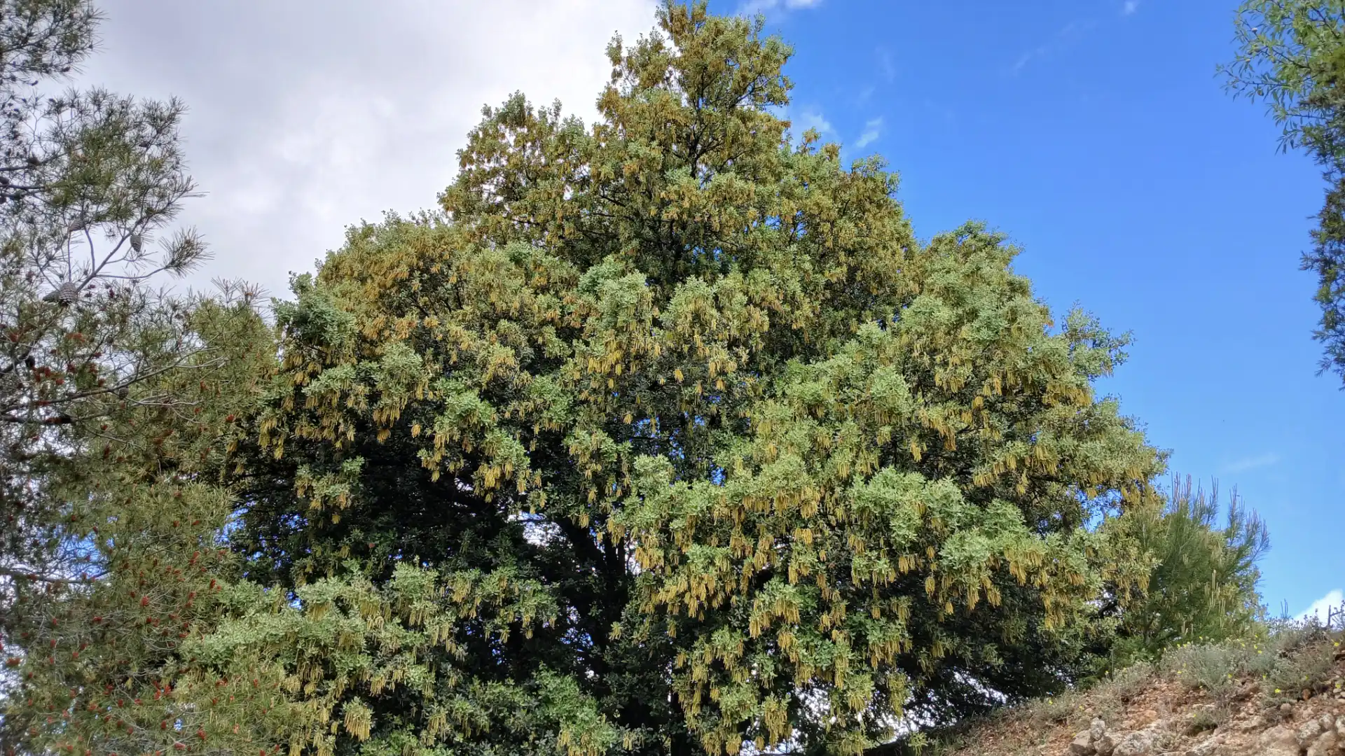 Garten von Grundstücke zum Verkauf in La Cerollera