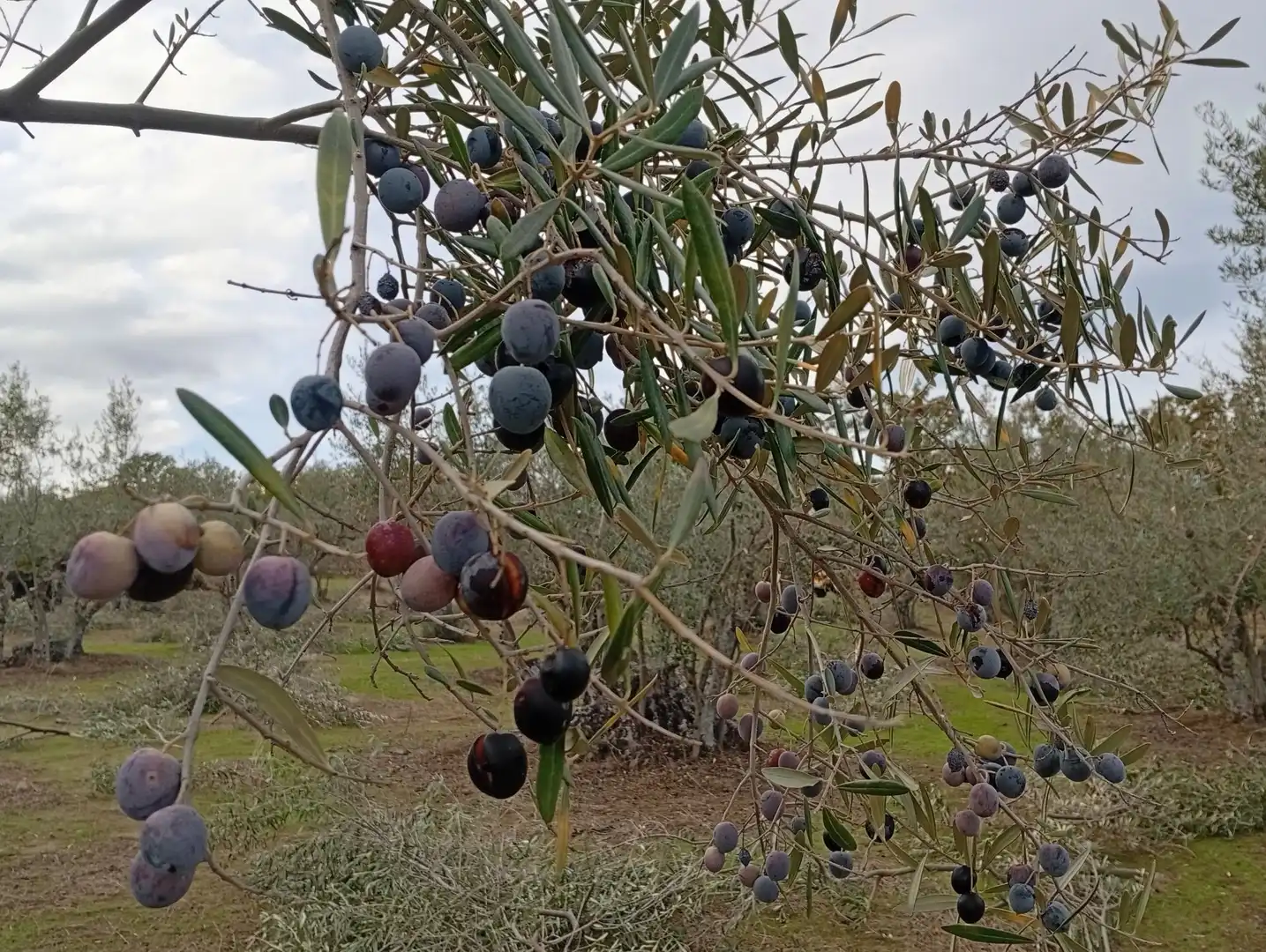 Terreni e lotti in vendita a Villanueva de la Vera, imagen 6