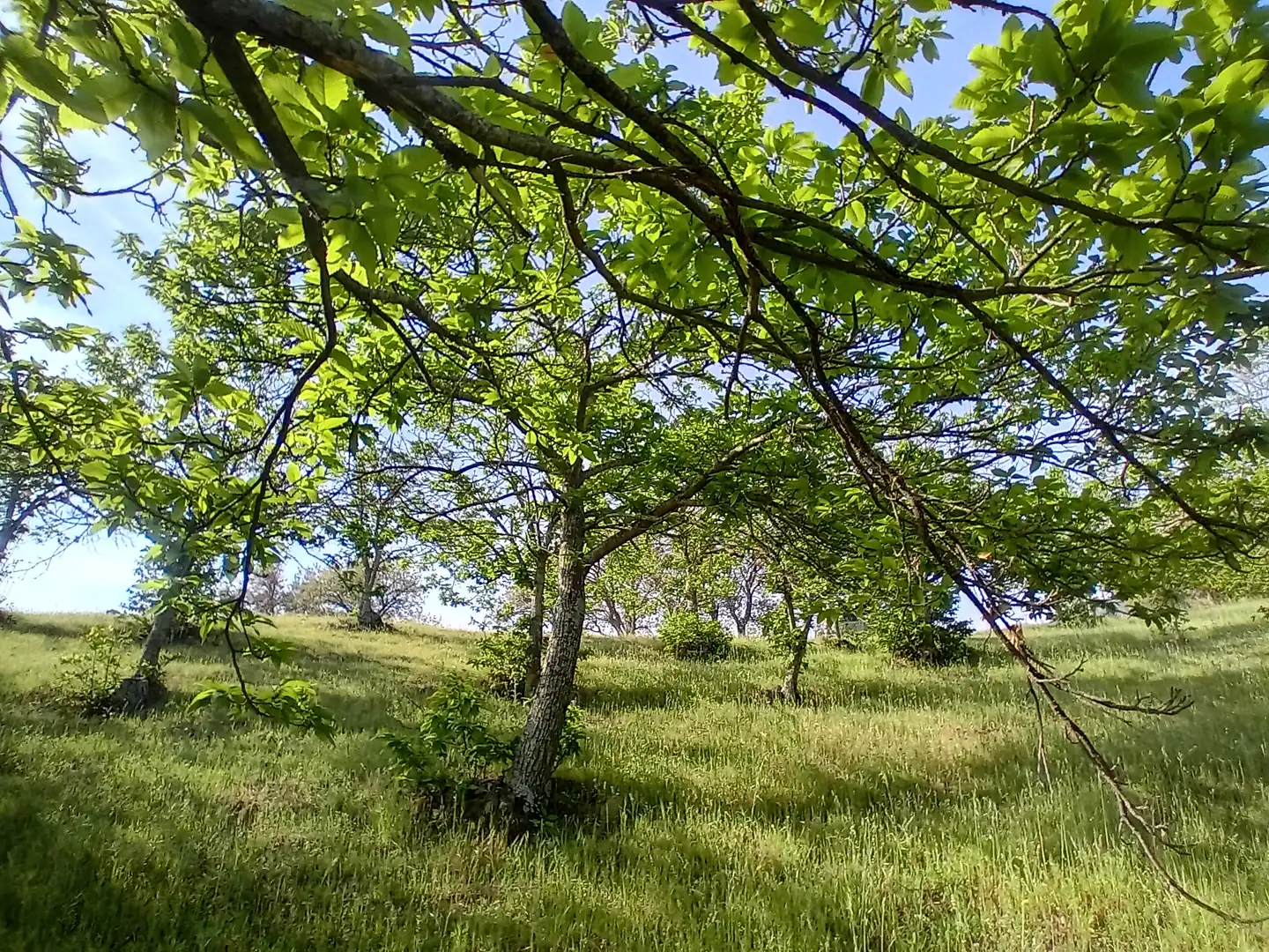 Terreno rústico en venta en Yunquera