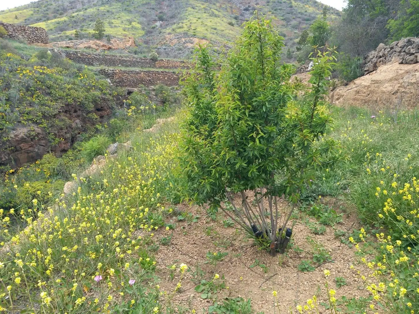 Jardín de Casa o chalet en venta en Vilaflor de Chasna con Jardín privado