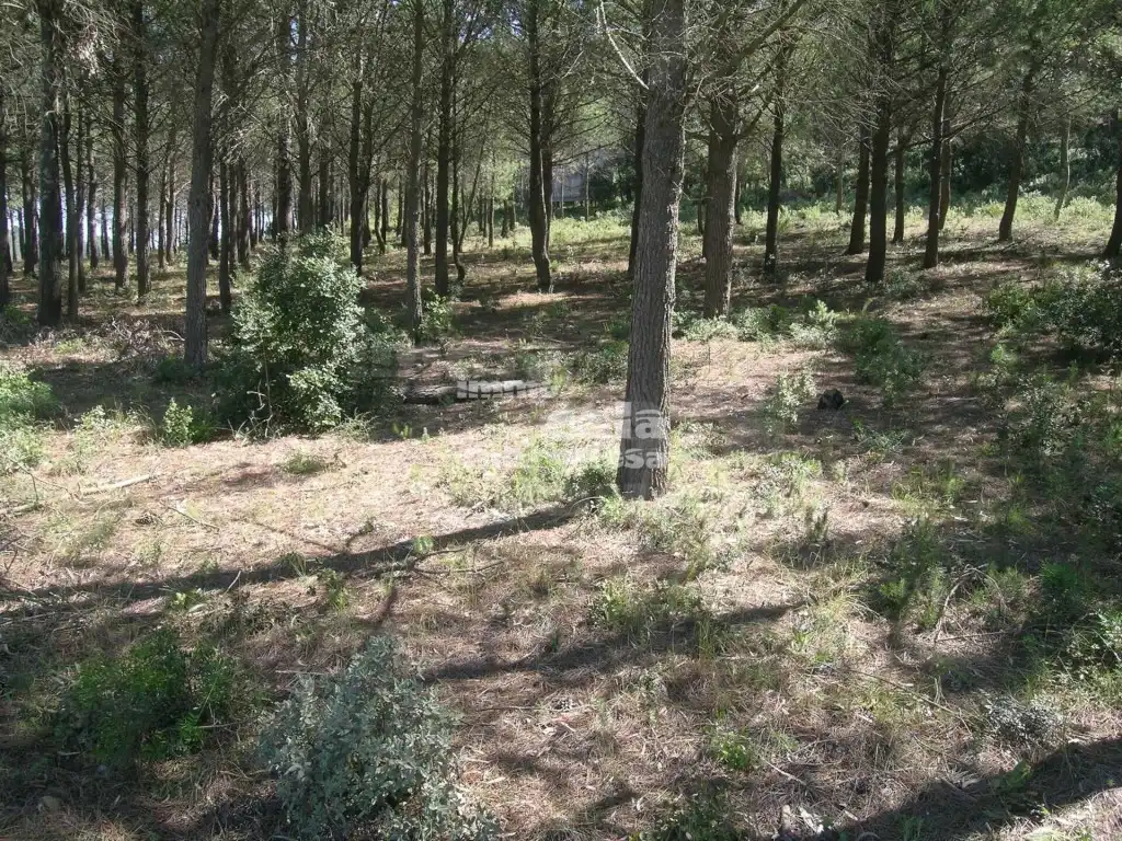 Terreny rústic en venda a Fornells - Aiguablava, imagen 4