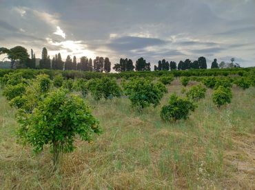 Terreno rustico in vendita a Plaza Numero