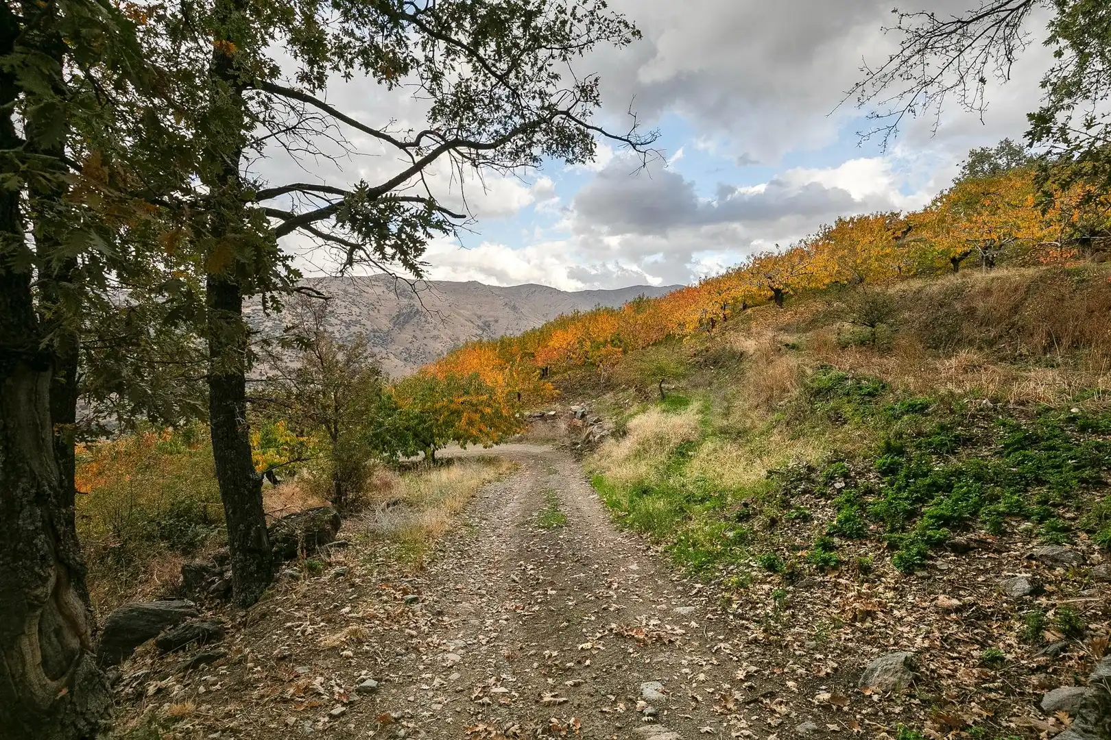 Lands and plots for sale in Güéjar Sierra, imagen 12