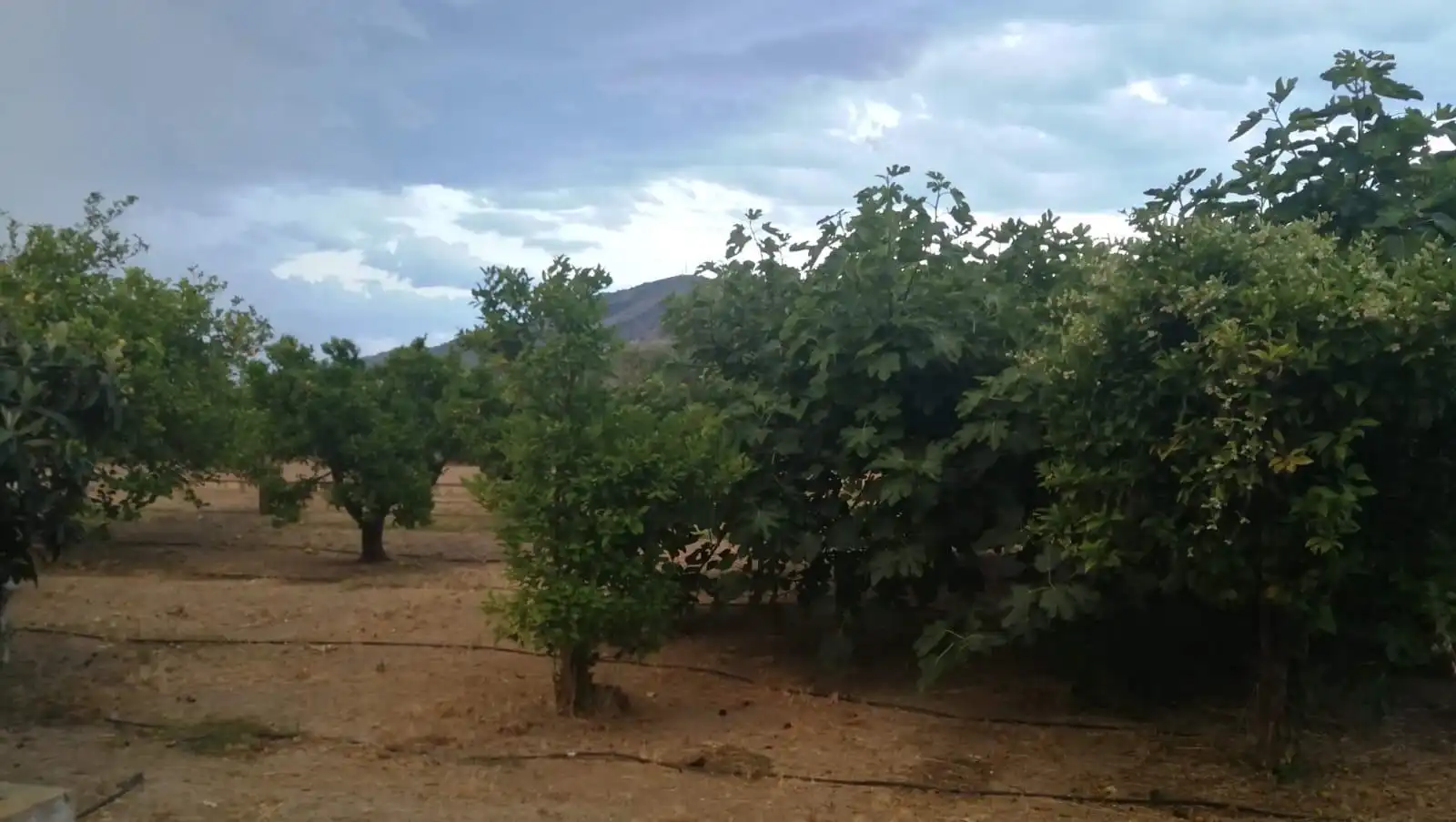 Finca rústica en venta en Benidorm con Jardín privado y Amueblado