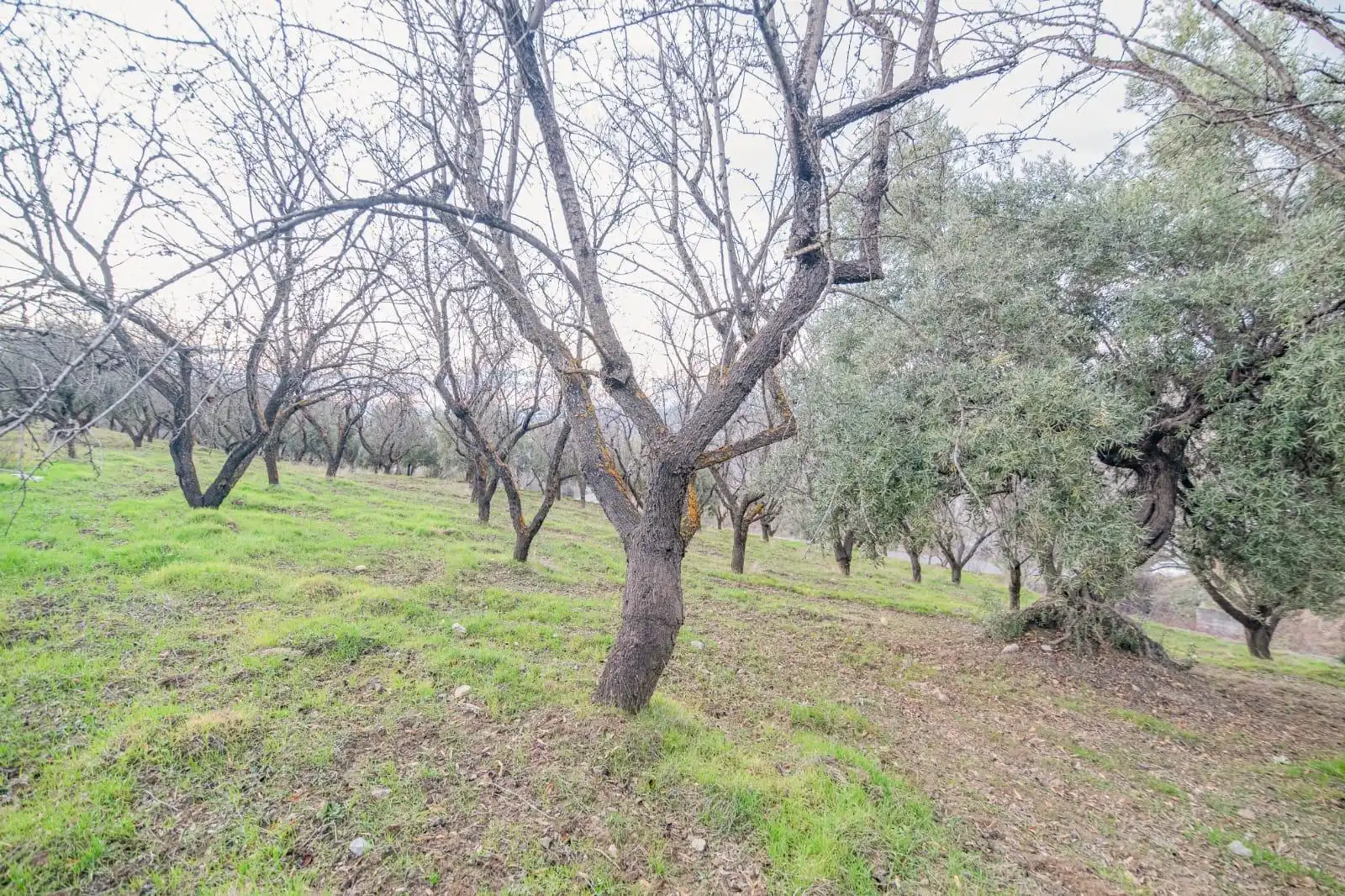 Lands and plots for sale in Autovia Pinos Genil 0, imagen 15