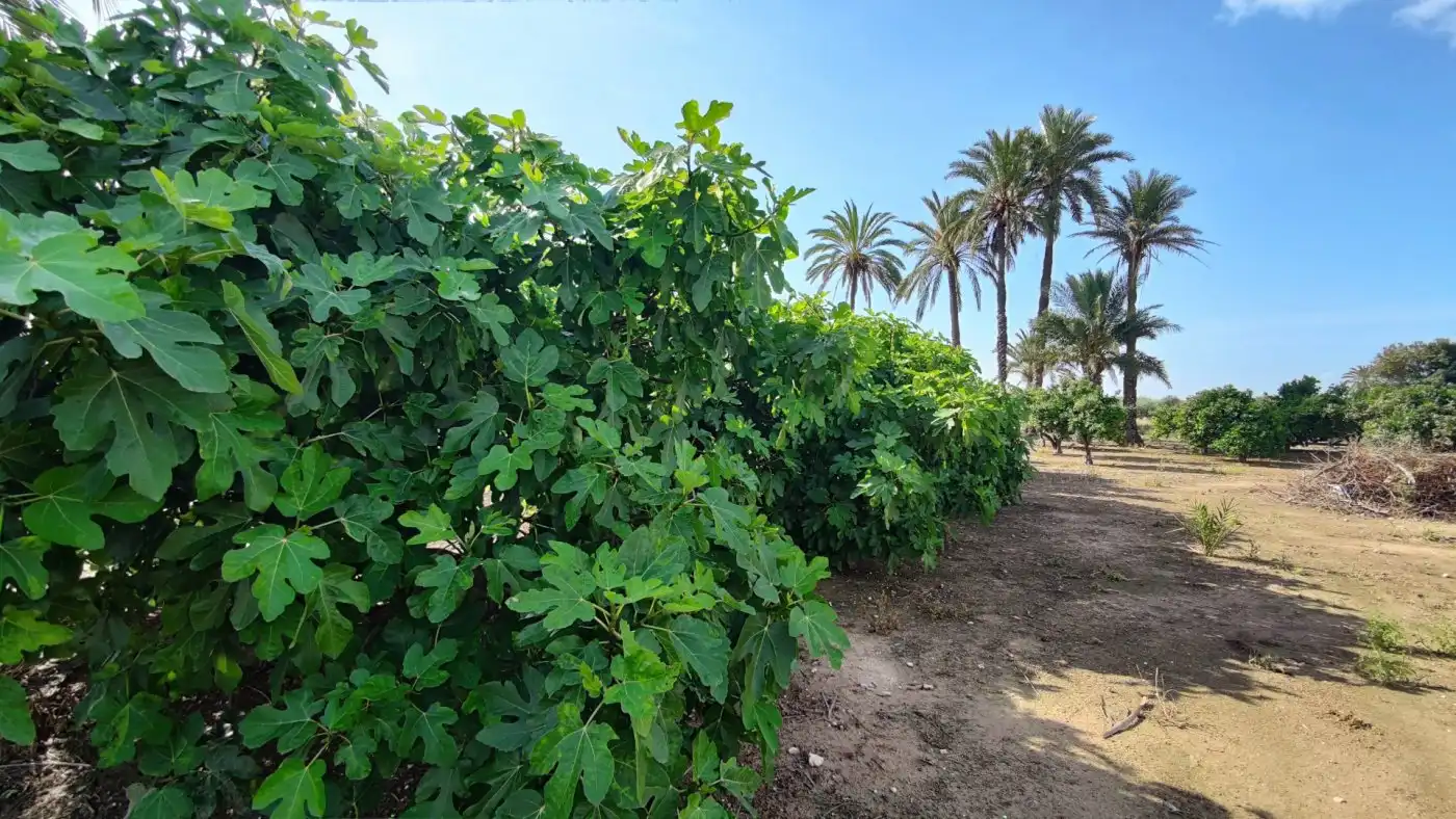 Villa con giardino in vendita a La Foia - Daimés - Asprella, imagen 17