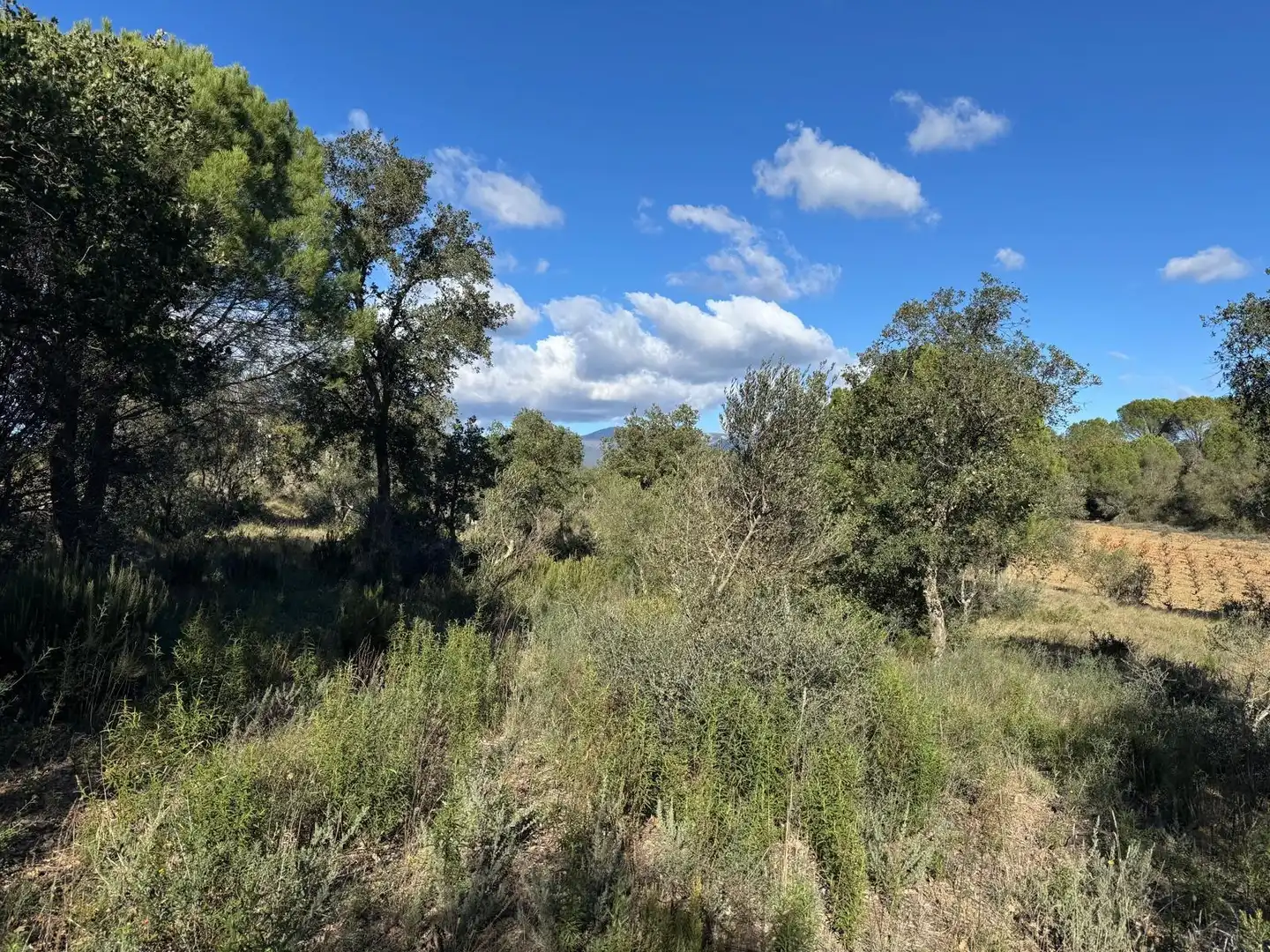 Rural land for sale in Rabós, imagen 4