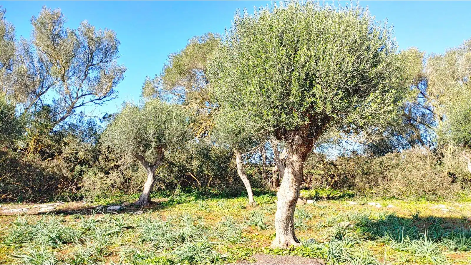 Terrenys i solars en venda a Felanitx Poble, imagen 5