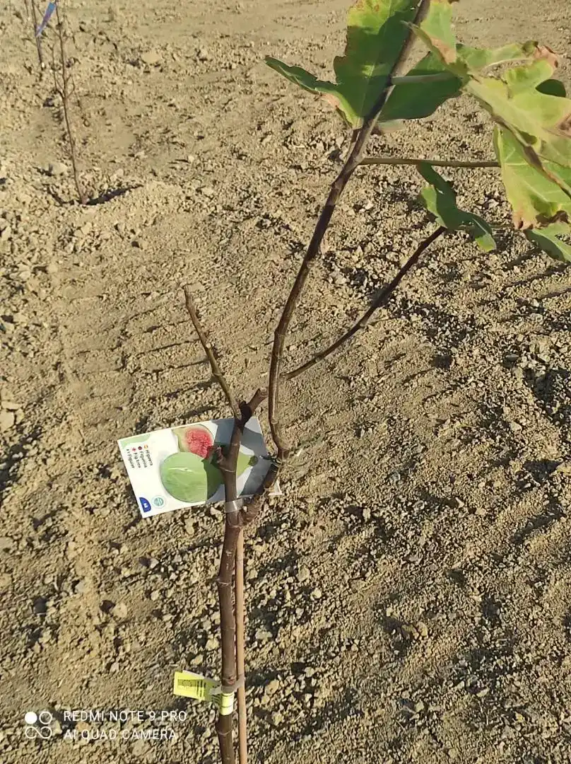 Jardí de Finca rústica en venda en Benalmádena