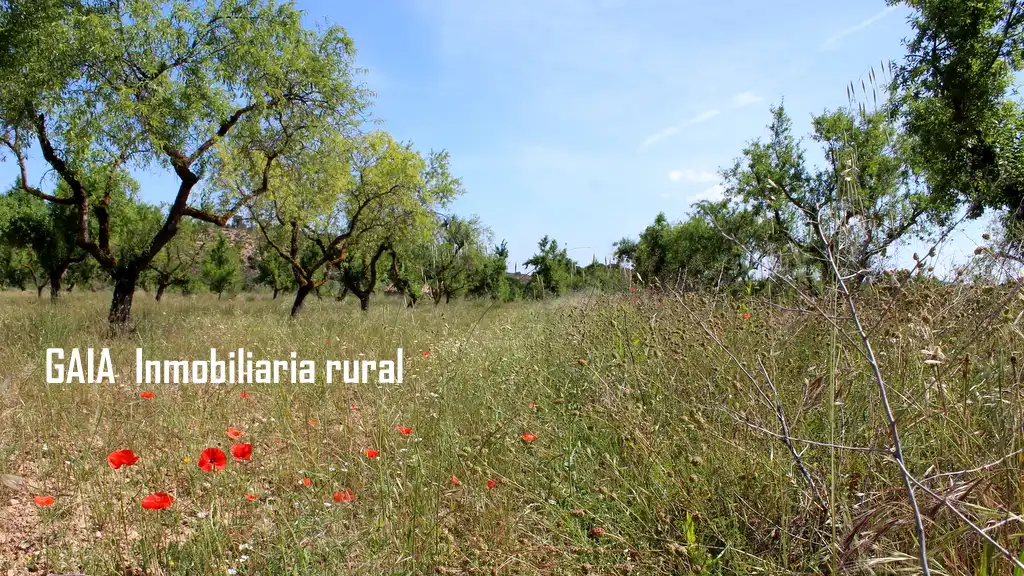 Country homes for sale in Fabara