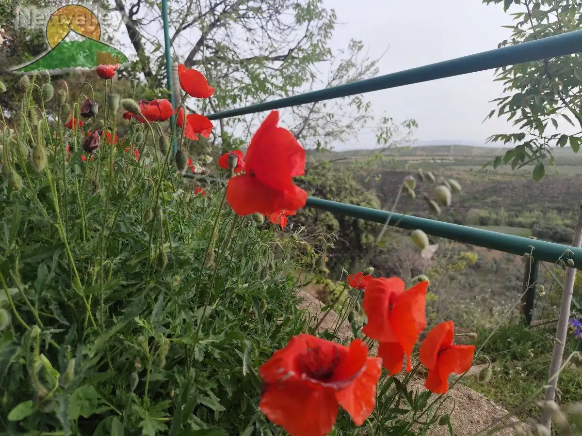 Jardín de Finca rústica en venta en Dílar con Terraza