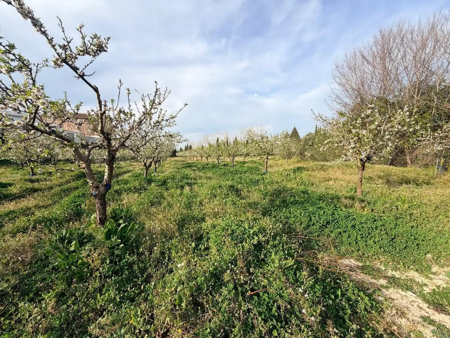 Terreno rustico in vendita a Albaida, imagen 5