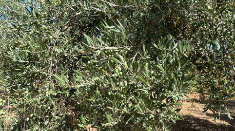 Photo 2 of Country house for sale in Alcolea,  Córdoba Capital