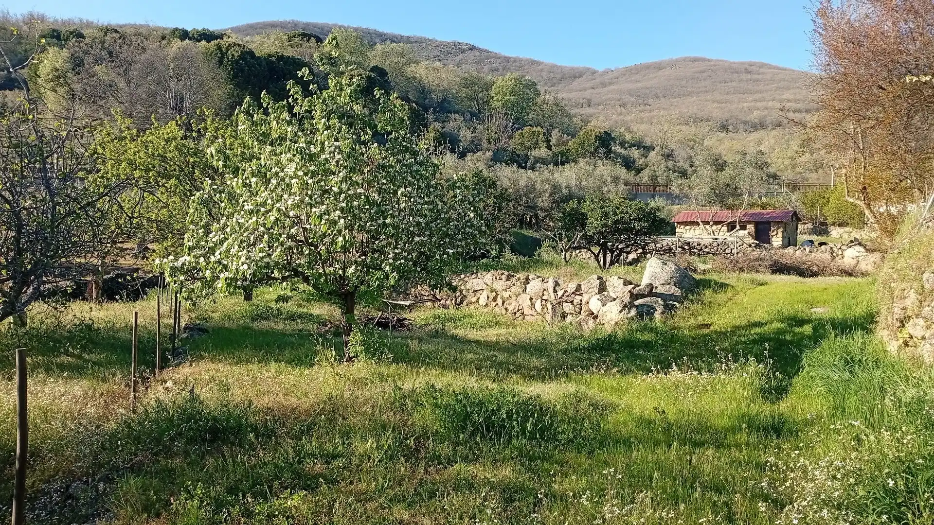 Land for sale in Valverde de la Vera