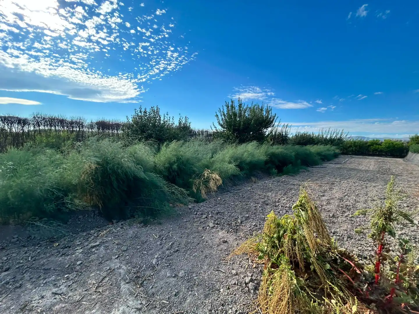 Terrains et parcelles à vendre à Fuente Vaqueros, imagen 11