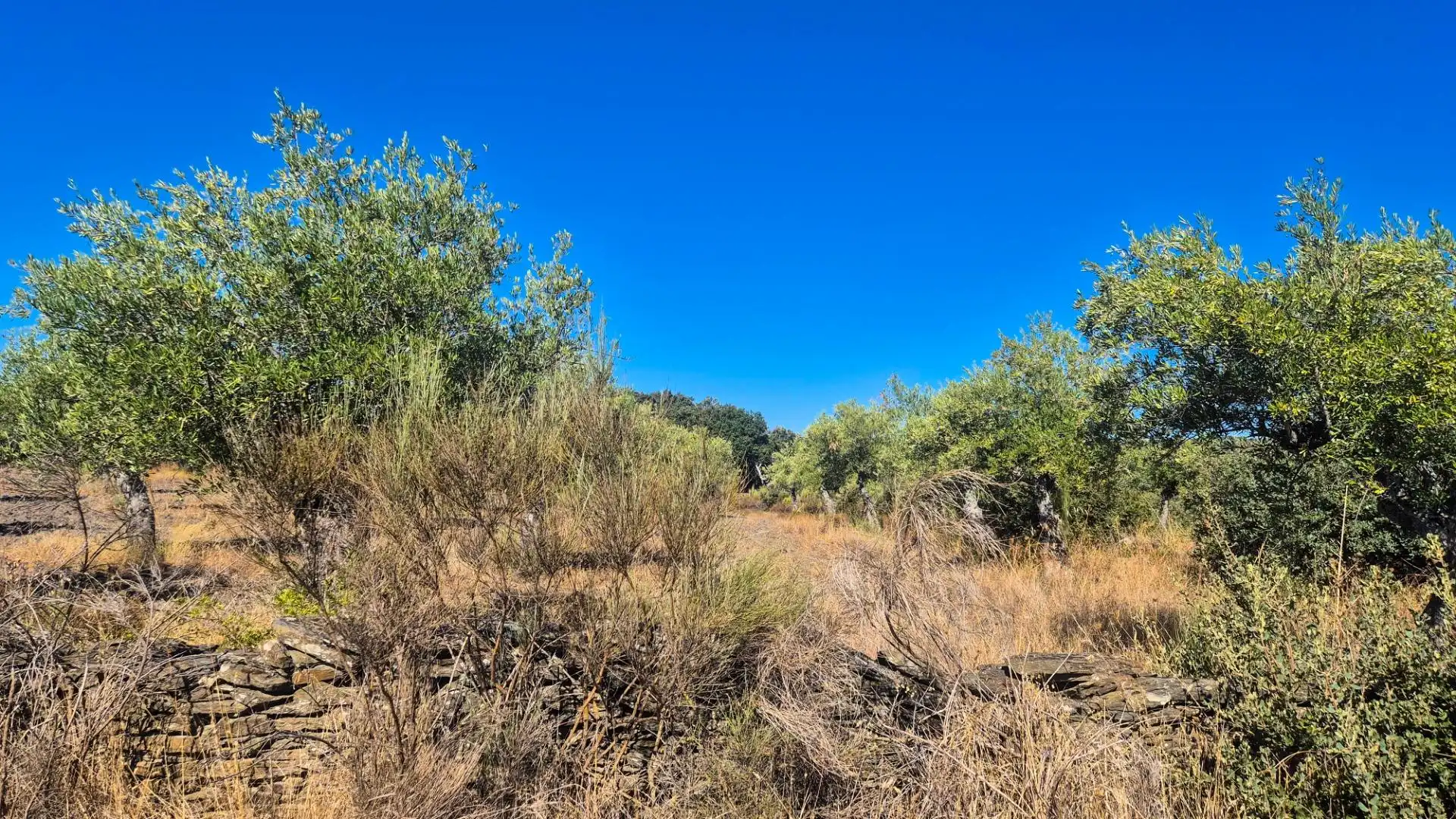 Land for sale in Ahigal de los Aceiteros, Salamanca