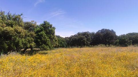 Finca Dehesa Extremeña 35000mt., immagine 2