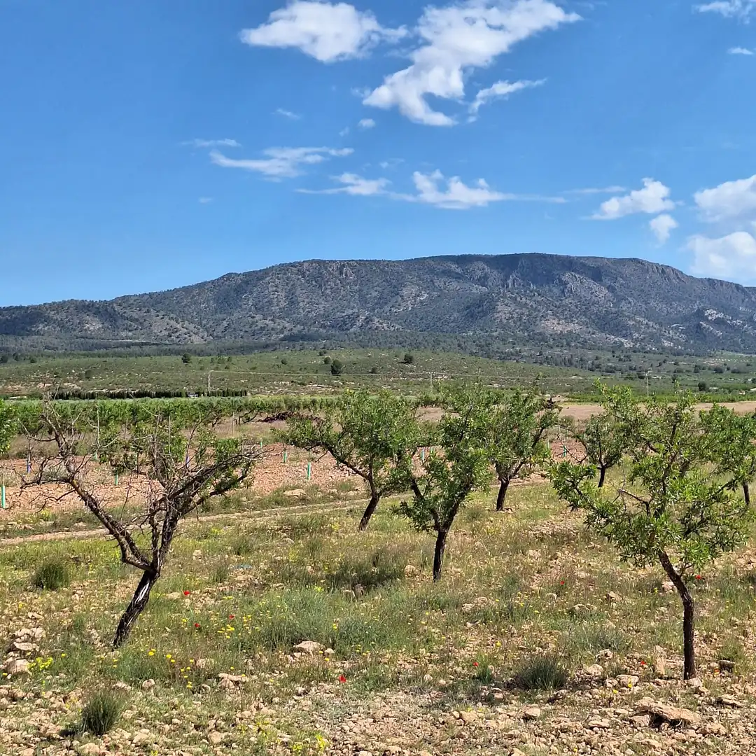 Wohnbaugrundstück zum Verkauf in El Pinós / Pinoso, imagen 7