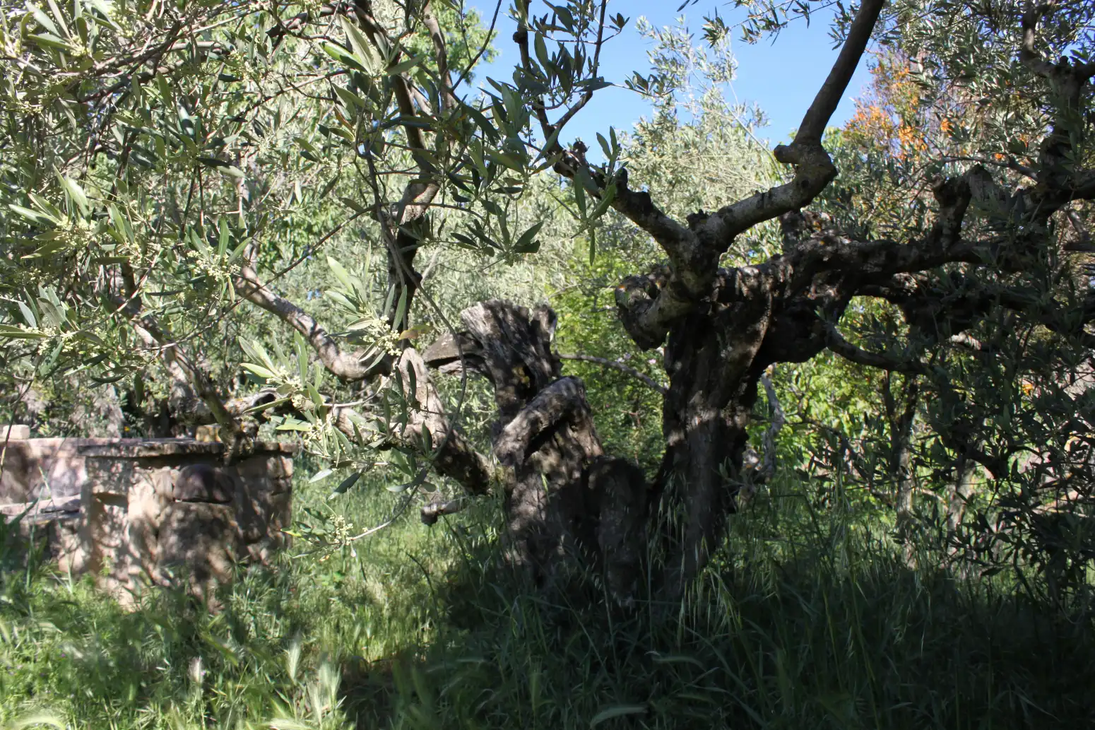 Jardín de Terreno en venta en Tafalla
