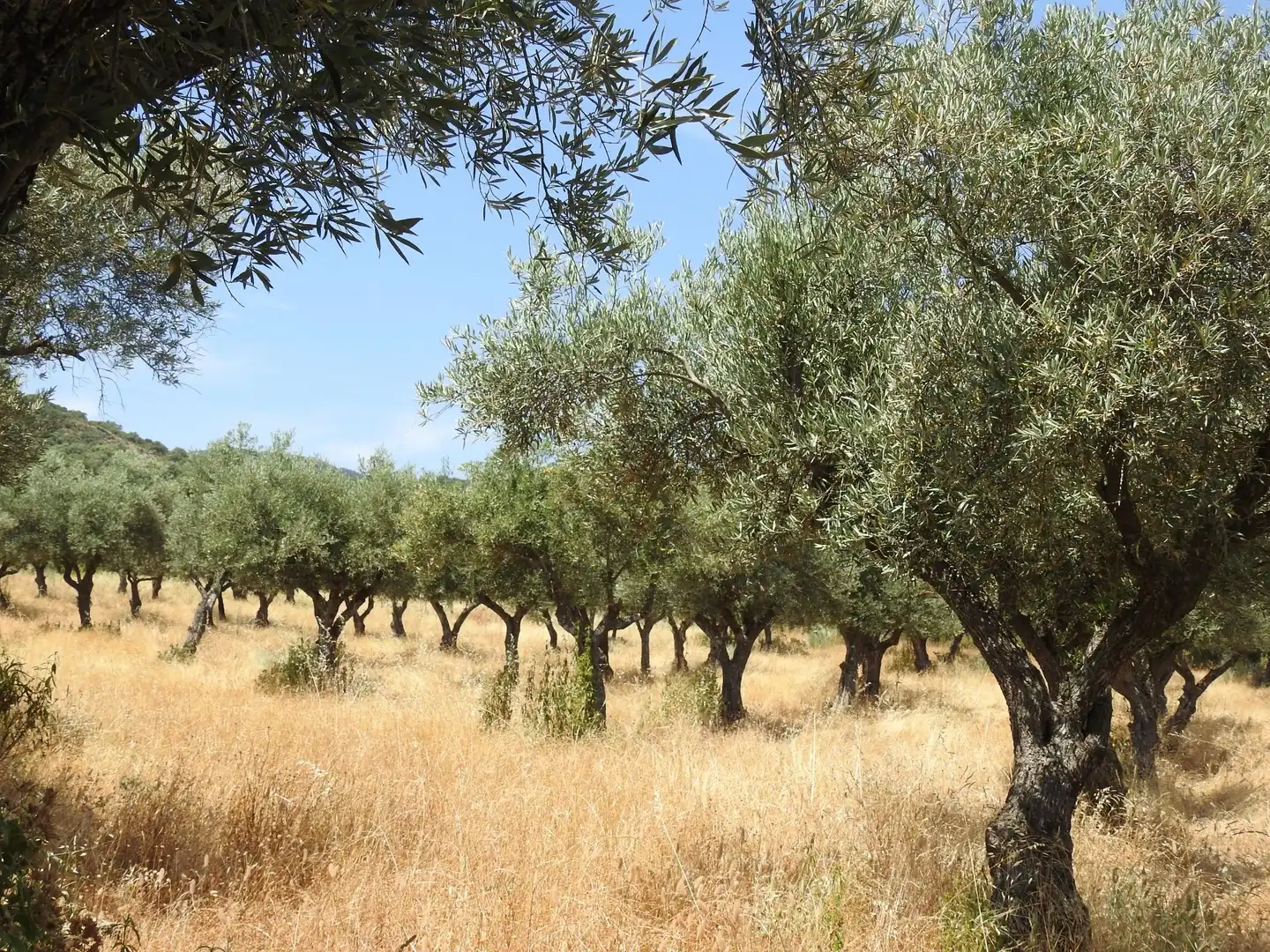 Terreni e lotti in vendita a Villar del Pedroso, imagen 12