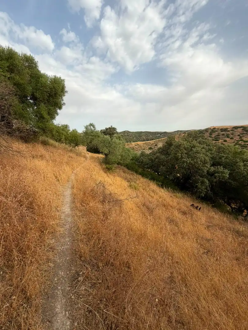 Rural land for sale in Morón de la Frontera, imagen 11