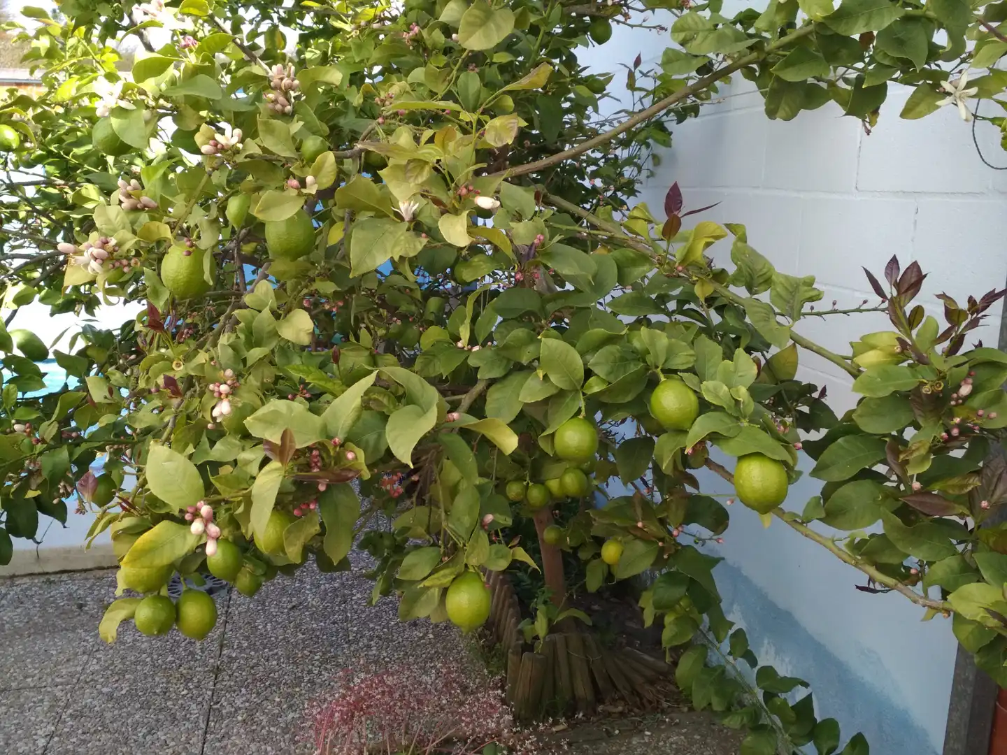 Jardín de Casa o chalet de alquiler en Sanlúcar de Barrameda con Aire acondicionado, Calefacción y Jardín privado