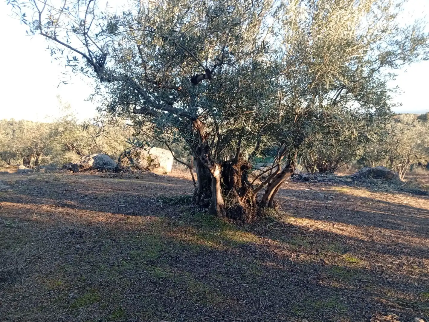 Terreni e lotti in vendita a Villanueva de la Vera, imagen 61