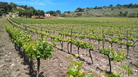 Finca de viñedos