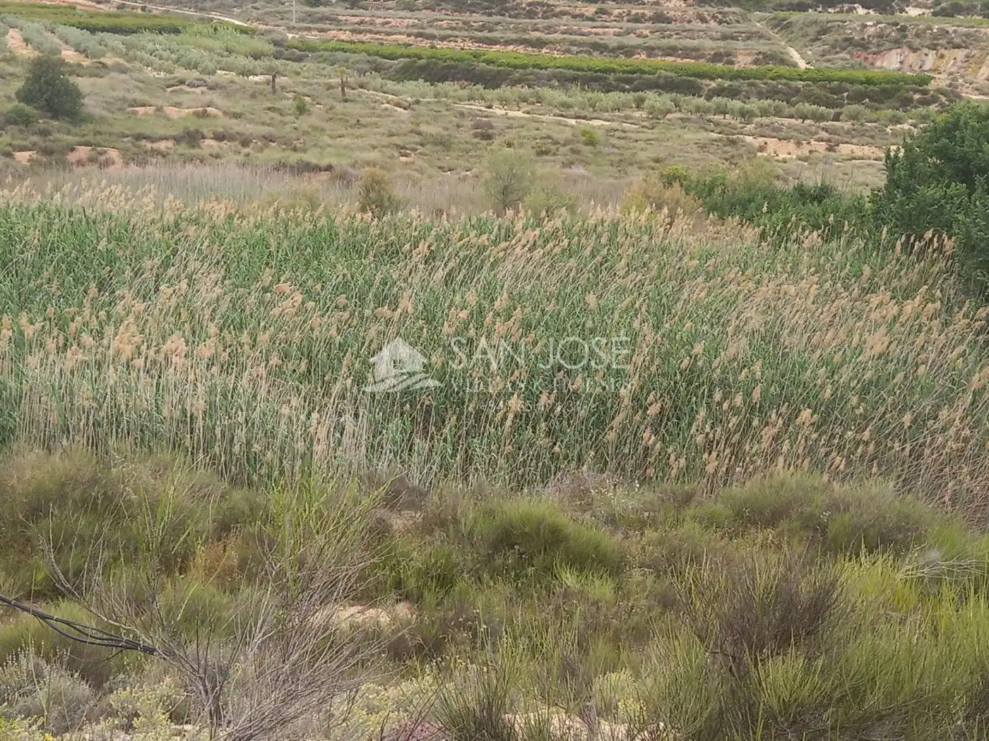 Rural land for sale in Novelda, imagen 4