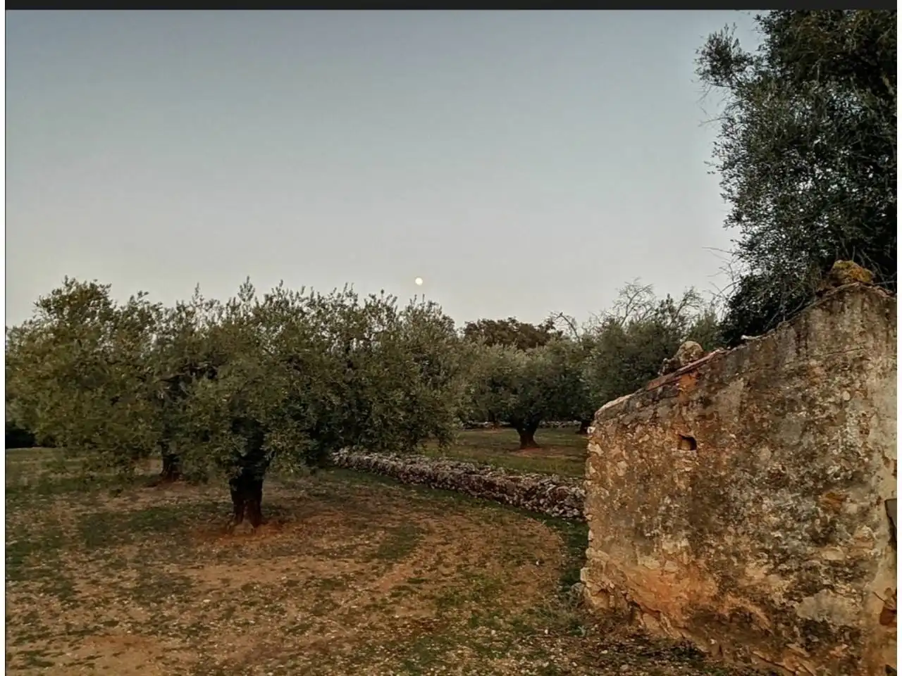 Rural land for sale in Calle Camino de Godall