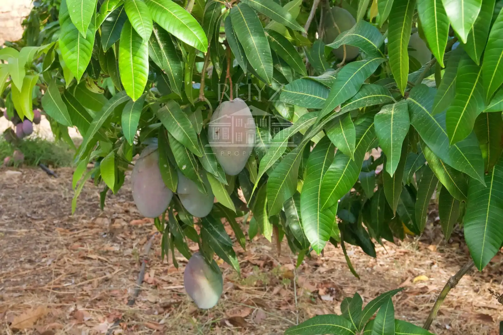 Terreny rústic en venda a Pago Matagallares Pol. 16 Parcela 133, imagen 22