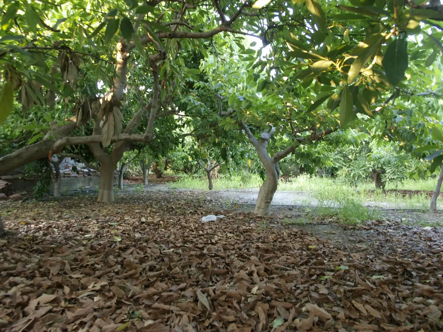 Casa rústica amb piscina en venda a Los Tablones - La Garnatilla, imagen 11