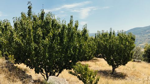 VENTA DE FINCA DE CEREZOS EN EXPLOTACION EN ELVALLE DEL JERTE