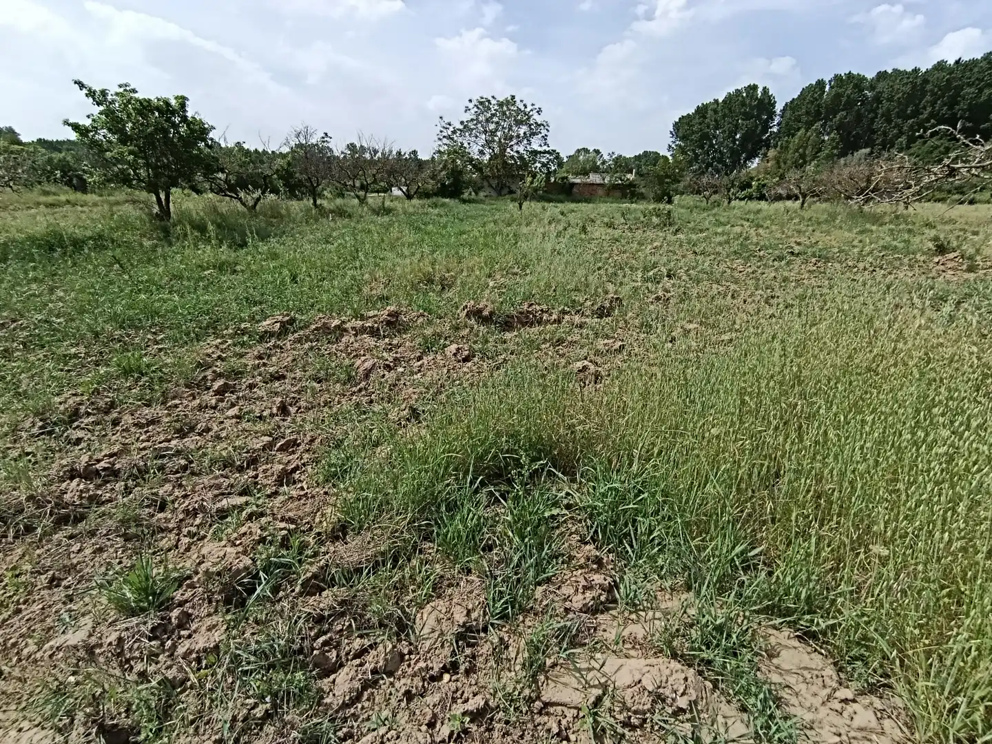 Terreni e lotti in vendita a Benavente, imagen 2