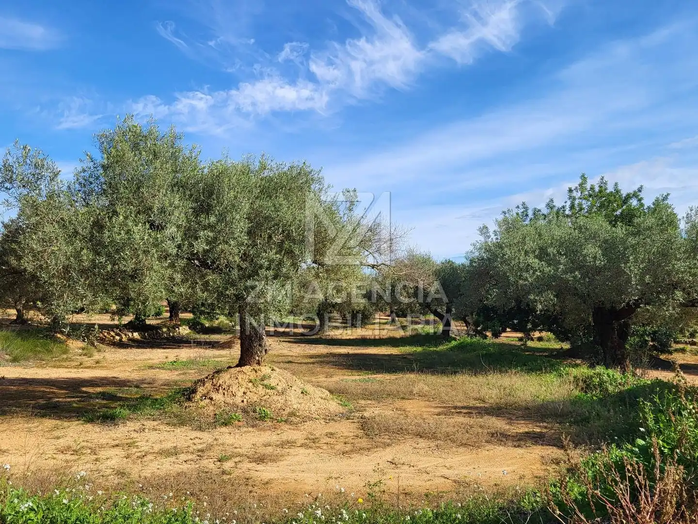 Terreno rustico in vendita a Traiguera, imagen 12