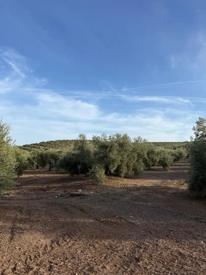 Land for sale in Benamejí