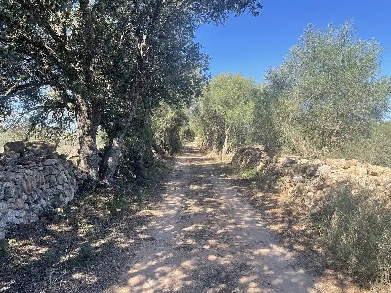 Vista exterior de Finca rústica en venta en Llucmajor con Aire acondicionado, Calefacción y Jardín privado