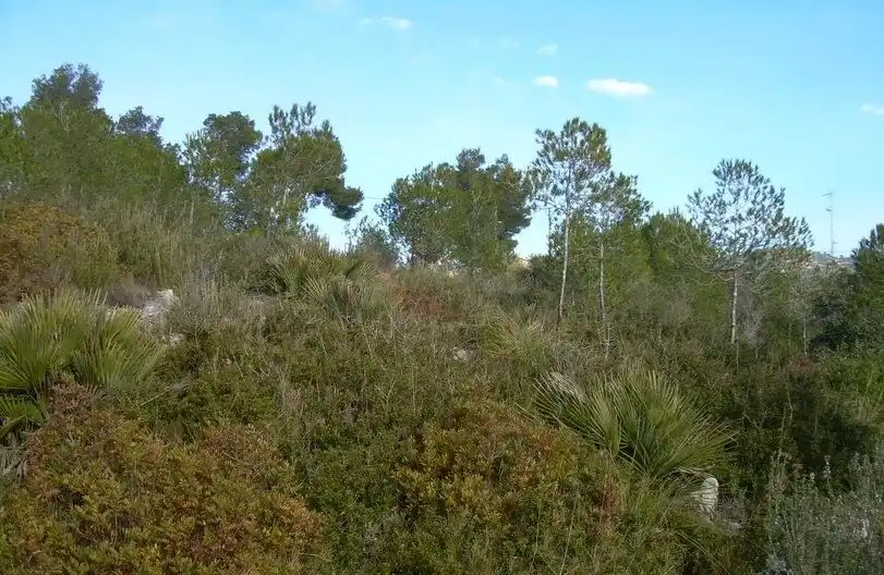 Terreny residencial en venda a Avinyonet del Penedès