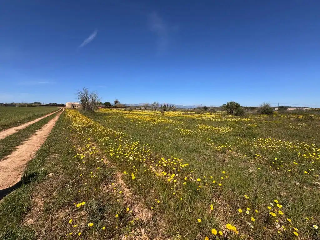 Terrain résidentiel à vendre à Algaida, imagen 4