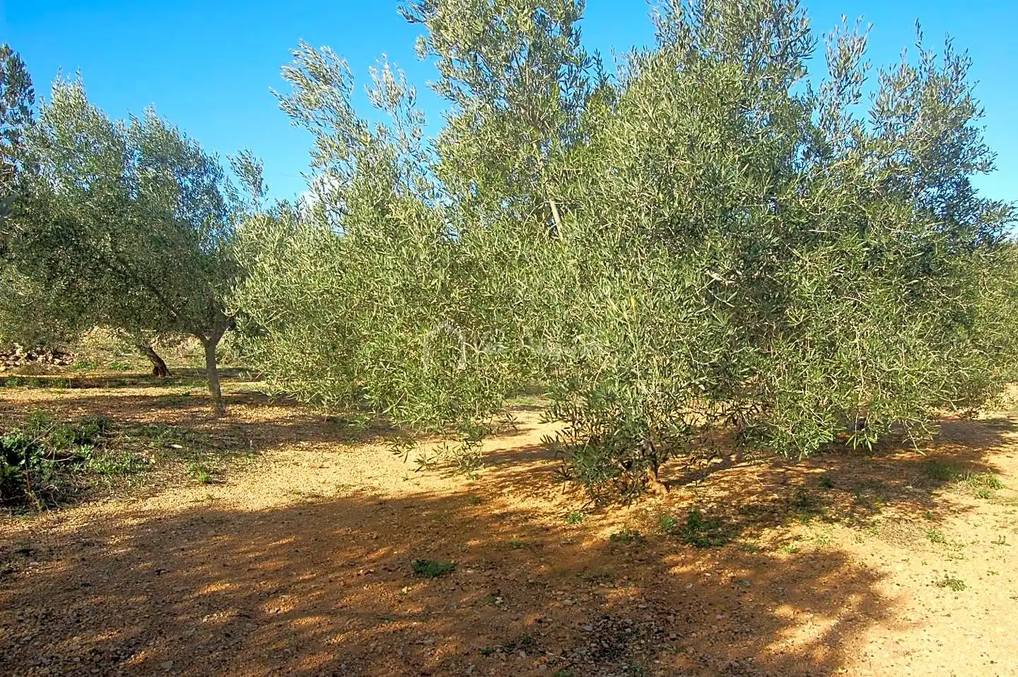 Terreno rustico in vendita a Masets, imagen 10