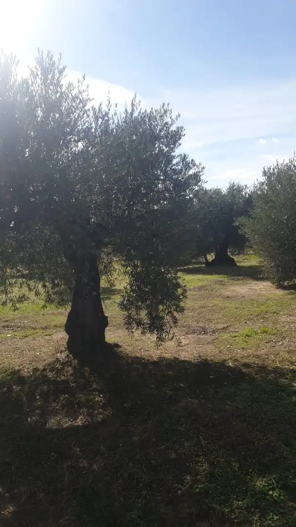 Rural land for sale in Cadalso de los Vidrios, imagen 2
