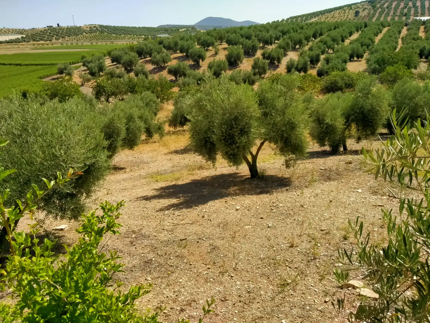 Rural land for sale in Calle Medina del Campo, imagen 16